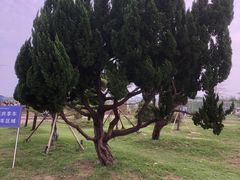 -盐城丹顶鹤湿地生态旅游区