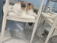 -喵的天空名猫咖啡馆·撸猫·猫舍·用品