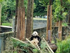 -都江堰中华大熊猫苑