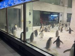 -大连圣亚海洋世界