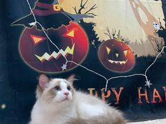 -1013 PET SHOP精品宠物商店(丁香店)