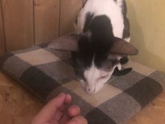 -猫色咖啡·猫咖