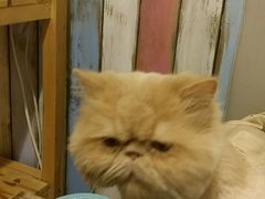 -小时光咖啡馆(开森度假森林店)