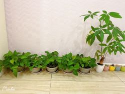 -SILKTONE诗丽堂美容