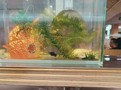 -云中鱼蒸汽石锅鱼(浦东食品城店)