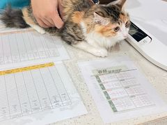 -艾贝尔宠物医院·24H转诊中心·肿瘤猫专科(江宁双龙店)