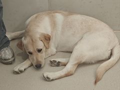 -共舞时光猫咖·狗咖(新街口店)