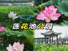 -莲花池公园