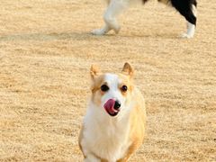 -趣玩宠物乐园寄养训犬训狗游泳池