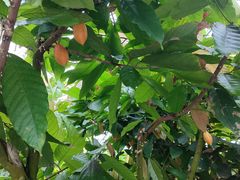 -歌斐颂巧克力小镇