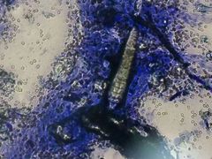 -佳怡动物医院·平价24小时·猫专科骨外科