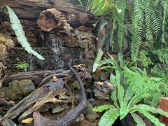 -Fern Forest Cafe