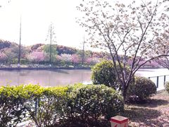 -高东镇樱花园