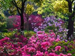 -上海滨江森林公园