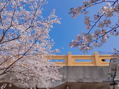 -高东镇樱花园