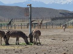 -新疆天山野生动物园