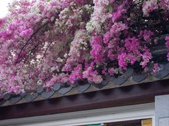 -深圳国际园林花卉博览园