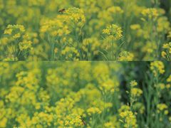 -广富林郊野公园