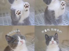 -lincat·猫舍(广州店)