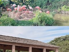 -杭州野生动物世界