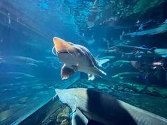 -华夏文旅海洋公园