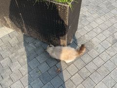 -金鸡湖桃花岛