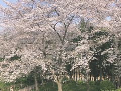-嘉定紫藤园