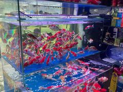 -青石桥花鸟鱼虫市场(叠翠城店)