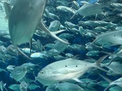 -上海海洋水族馆