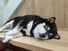 -是阿柴呀！柴犬咖啡·爱喵喵猫咖