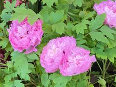 -双季花艺园艺市场(浦东店)