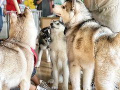 -Husky Go! 哈士奇体验馆·宠物咖啡厅狗咖