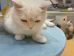 -COLOR PETS 撸猫馆·购猫·猫咖(长风大悦城店)