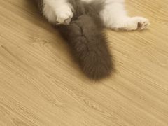 -喵八撸猫馆