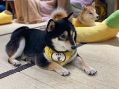 -逗柴咖啡屋·狗咖猫咖宠物桌游