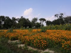 -西青郊野公园