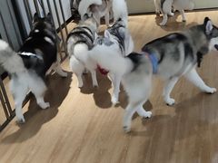 -Husky Go! 哈士奇体验馆·宠物咖啡厅狗咖