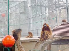 -广州动物园
