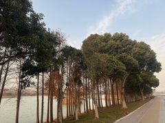 -贡湖湾湿地公园