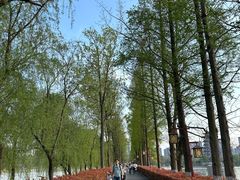 -洋湖国家湿地公园