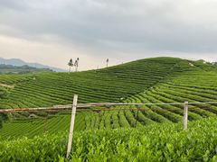 -龙坞茶村