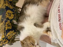 -平行世界·猫咖(首经贸店)