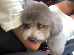 -Oh My Dog宠物沙龙(伊珊娜皮毛护理店)