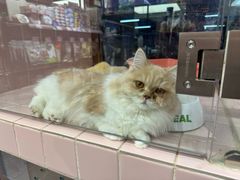 -FAELING PETS美天灵宠物(富力广场店)