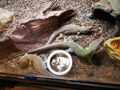 -酷以爬仙阁实体爬宠店·守宫·蜥蜴·专业繁育