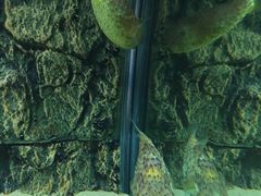 -北戴河圣蓝海洋公园