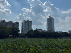 -荔湾湖公园