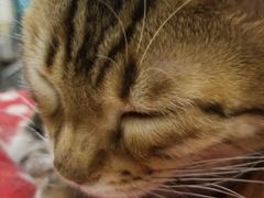 -猫小院猫主题咖啡厅(北锣店)