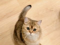 -有喵·猫咖·狗咖·30几只猫10只小狗(岗厦店)