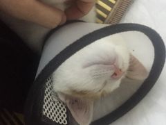 -爱诺耐芙动物医院(万博店)